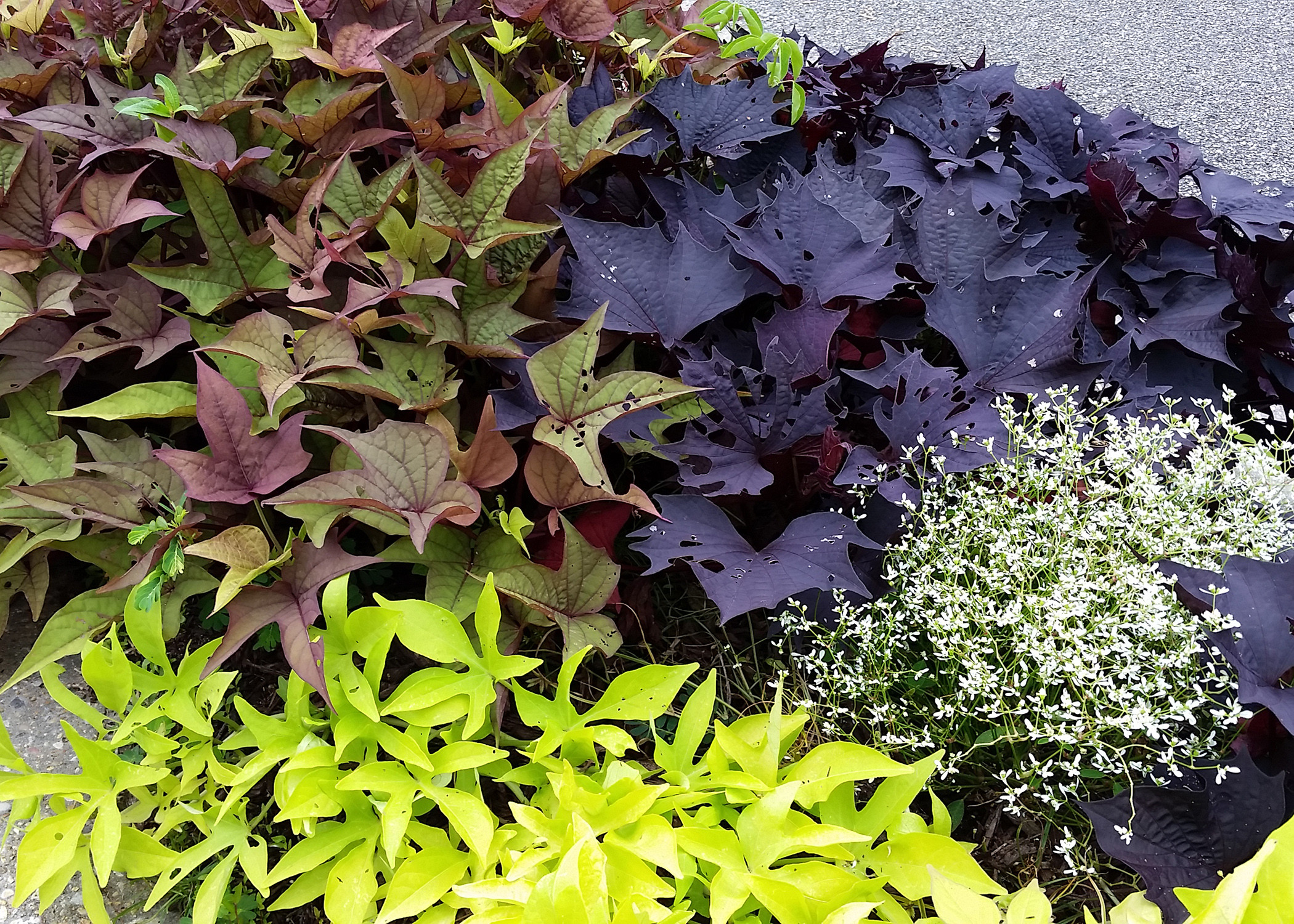 Sweet Potato Vine
 Ornamental sweet potatoes are low maintenance choice