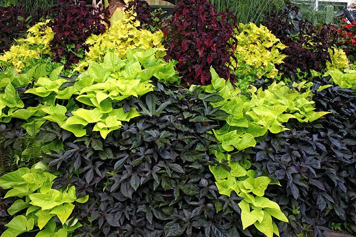 Sweet Potato Vine
 Potato Vine Black 4" Pot 10 Per Tray Greenhouse to