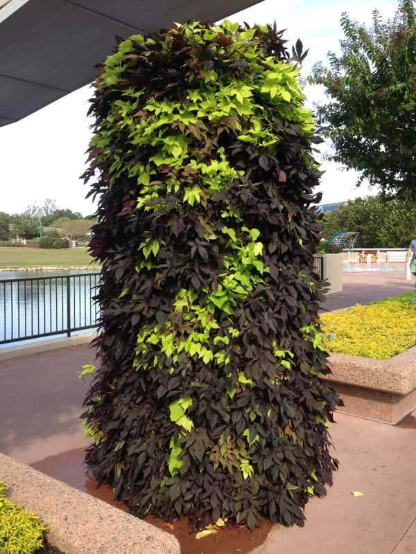 Sweet Potato Vine
 How To Care For Ornamental Sweet Potato Vine