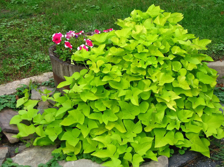 Sweet Potato Vine
 Sweet Potato Vine Pics