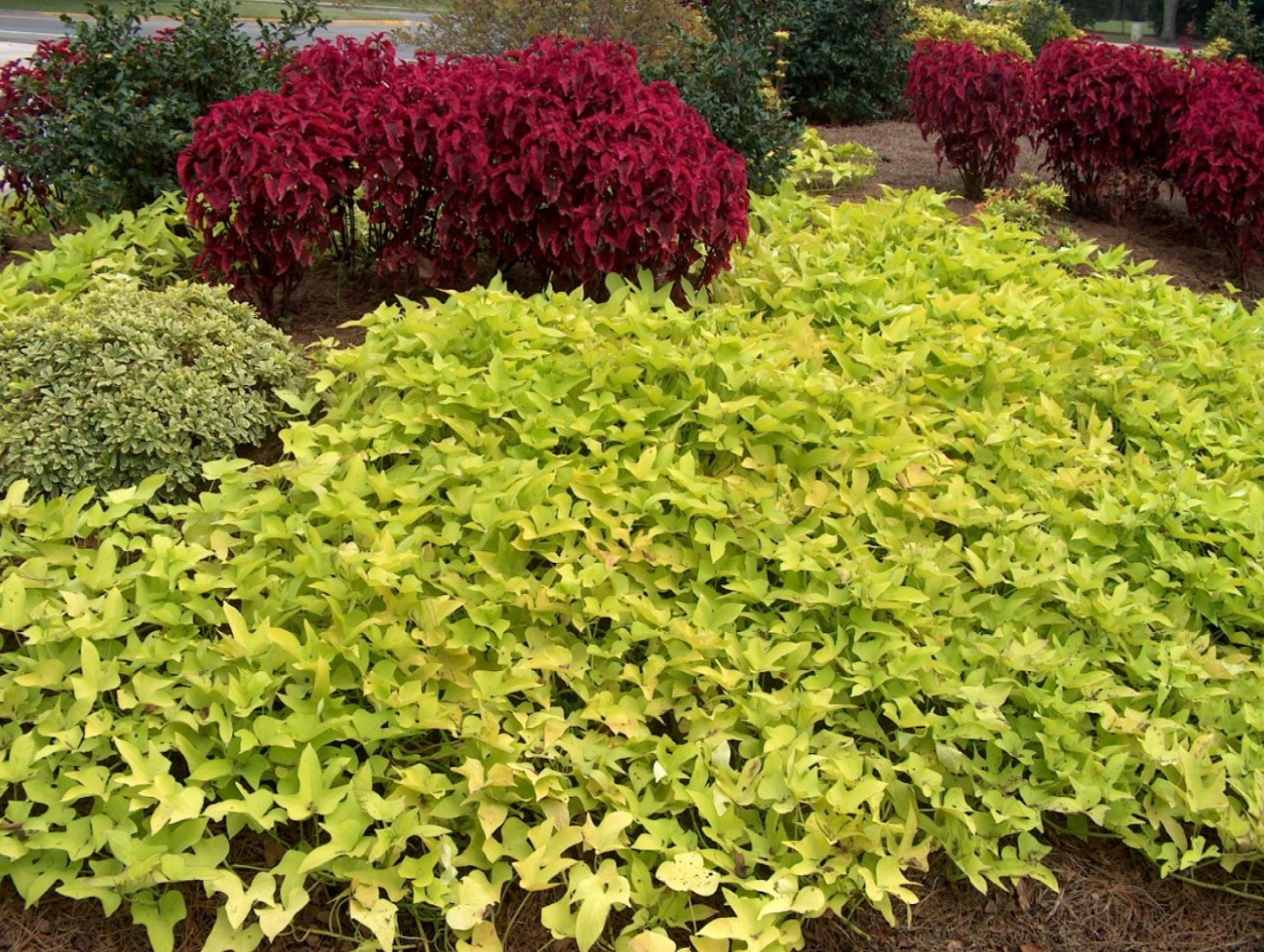 Sweet Potato Vine
 Kindred Spirits Sisters Blackie Ornamental Sweet Potato