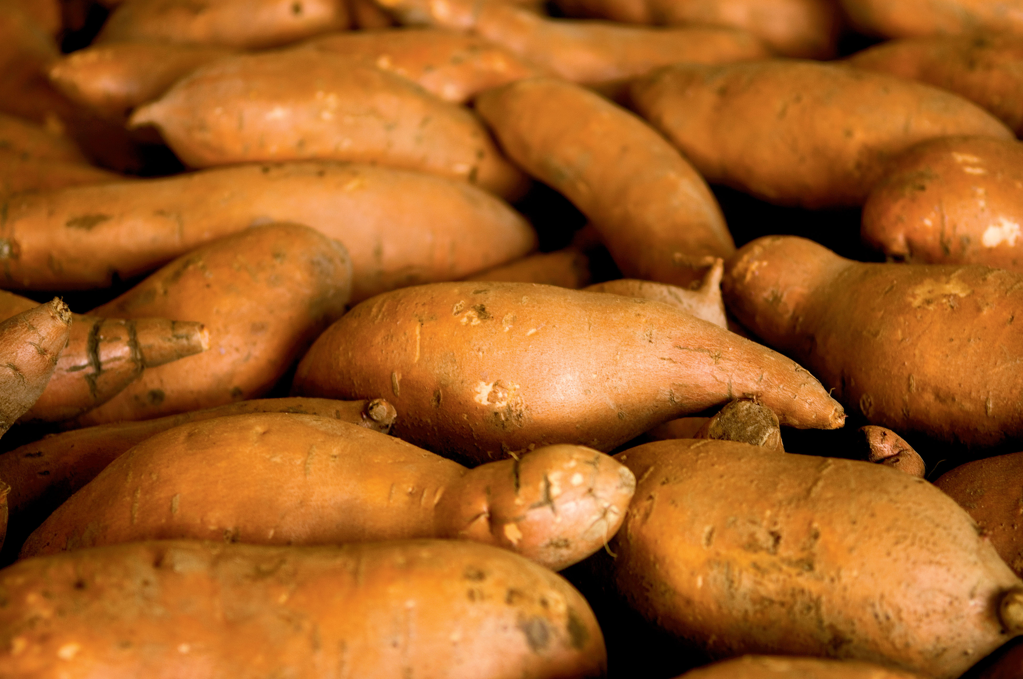 Sweet Potato Yam
 Pure Sweetness Facts about Sweet Potatoes