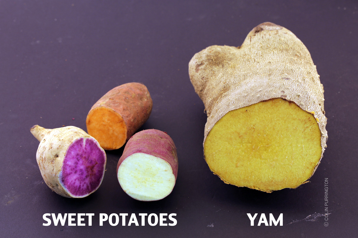 Sweet Potato Yam
 Yams versus sweet potatoes Colin Purrington