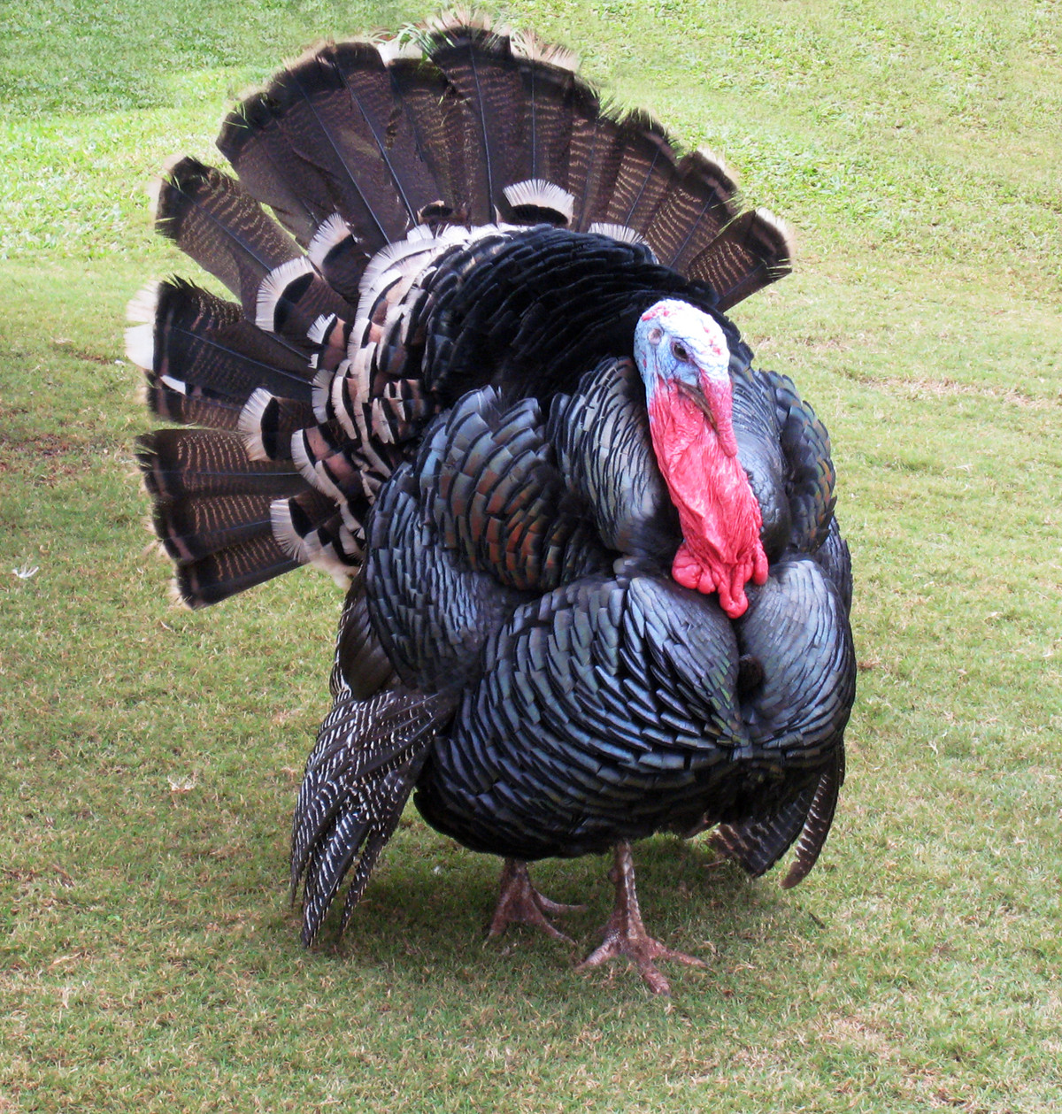 Thanksgiving Turkey Pictures
 Fowl Talk for Thanksgiving – About Words – Cambridge