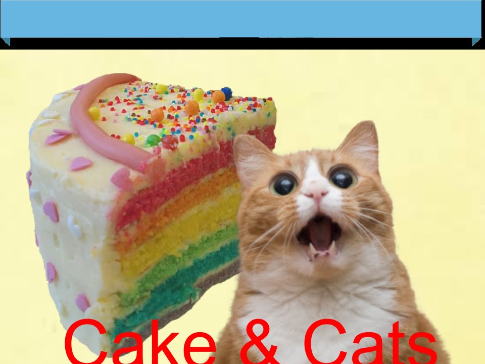 There'S A Cat Licking Your Birthday Cake
 There s a Cat licking your Birthday Cake l Video Star
