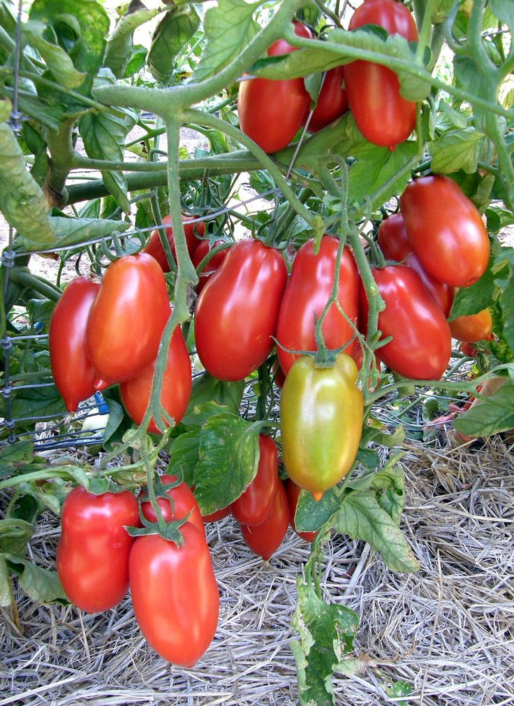 Tomato In Italian
 18 best images about New Varieties for 2016 on Pinterest