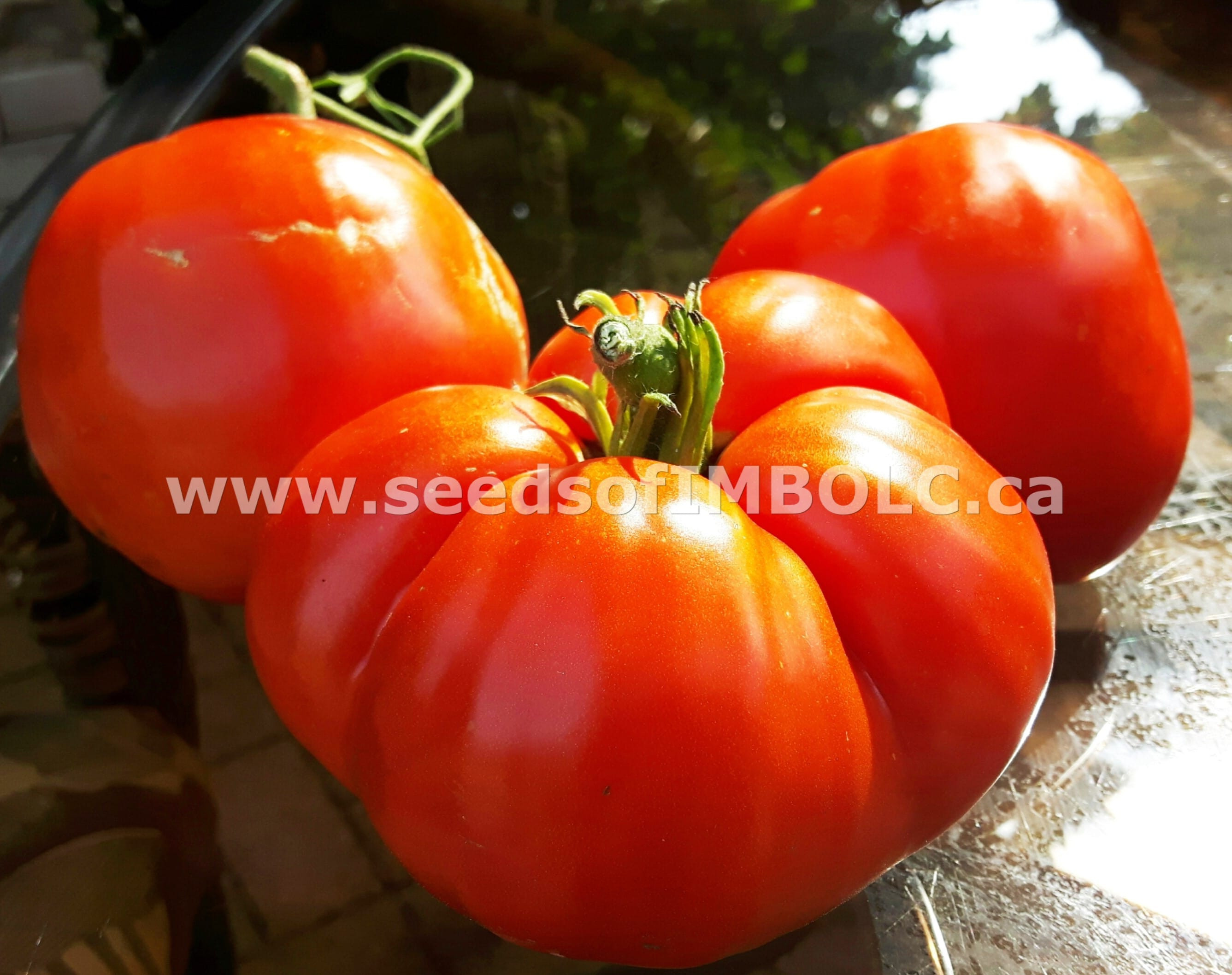 Tomato In Italian
 ITALIAN HEIRLOOM TOMATO PLANT – Seeds Imbolc
