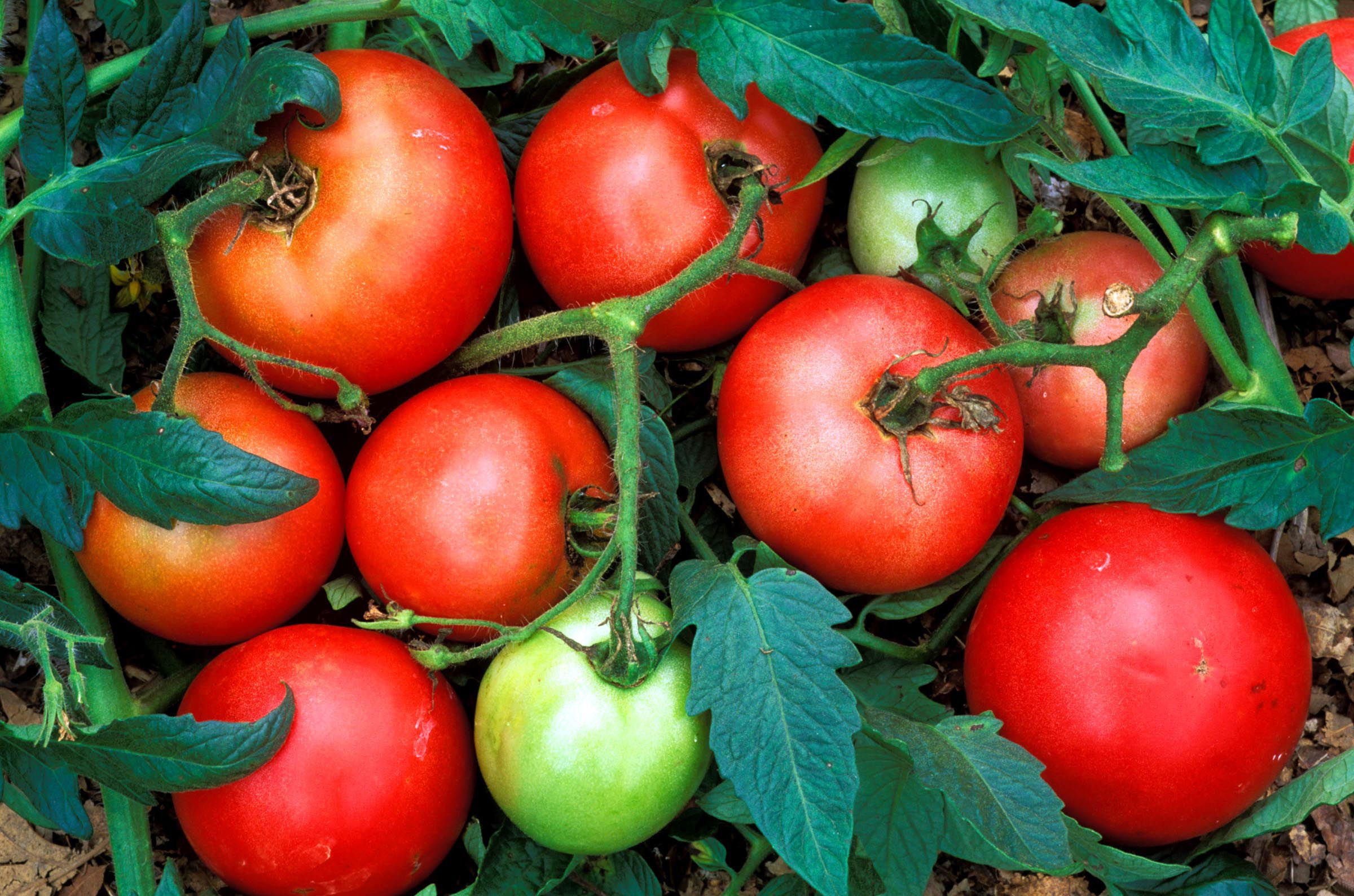 Tomato Vegetable Or Fruit
 Is a Tomato a Fruit or a Ve able