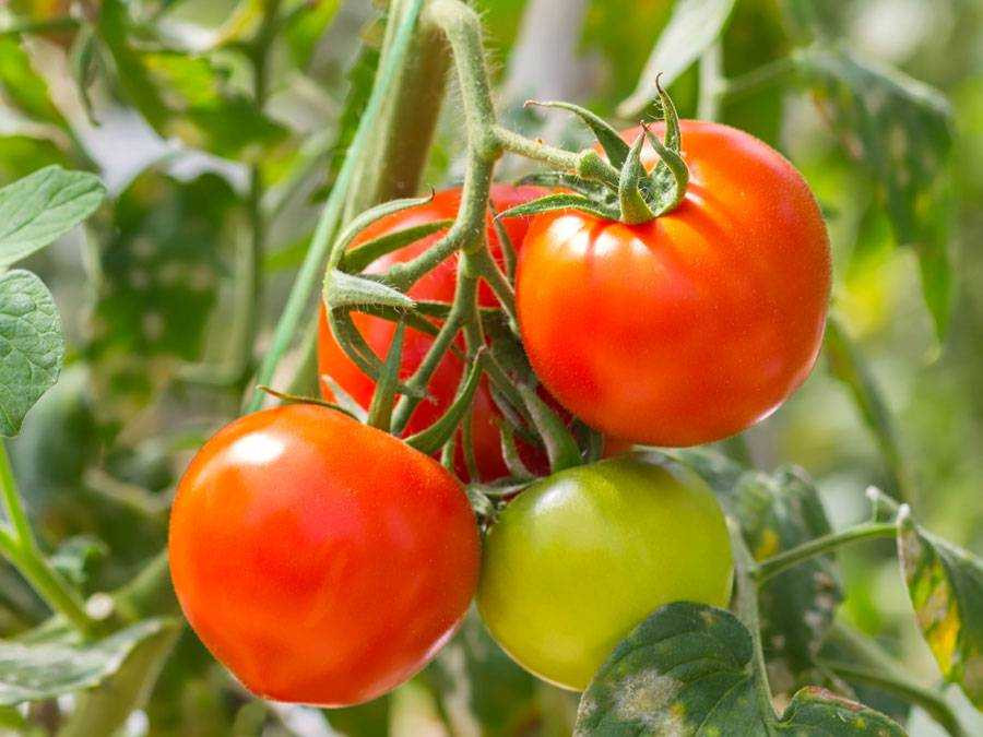 Tomato Vegetable Or Fruit
 Is a Tomato a Fruit or a Ve able