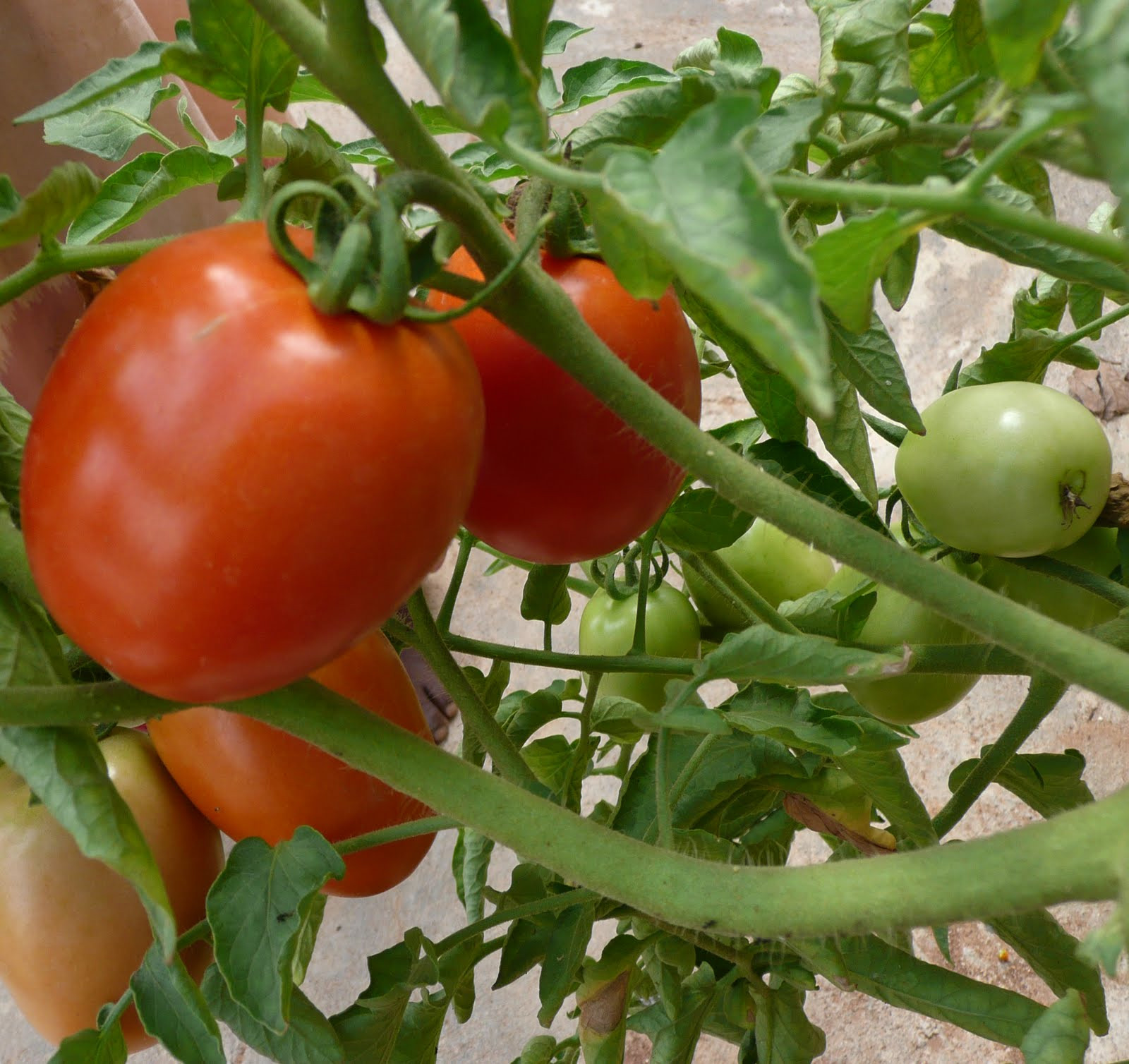 Tomato Vegetable Or Fruit
 Organic Gardening Is tomato a fruit or a ve able
