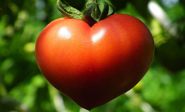 Tomato Vegetable Or Fruit
 Are Tomatoes A Fruit A Ve able