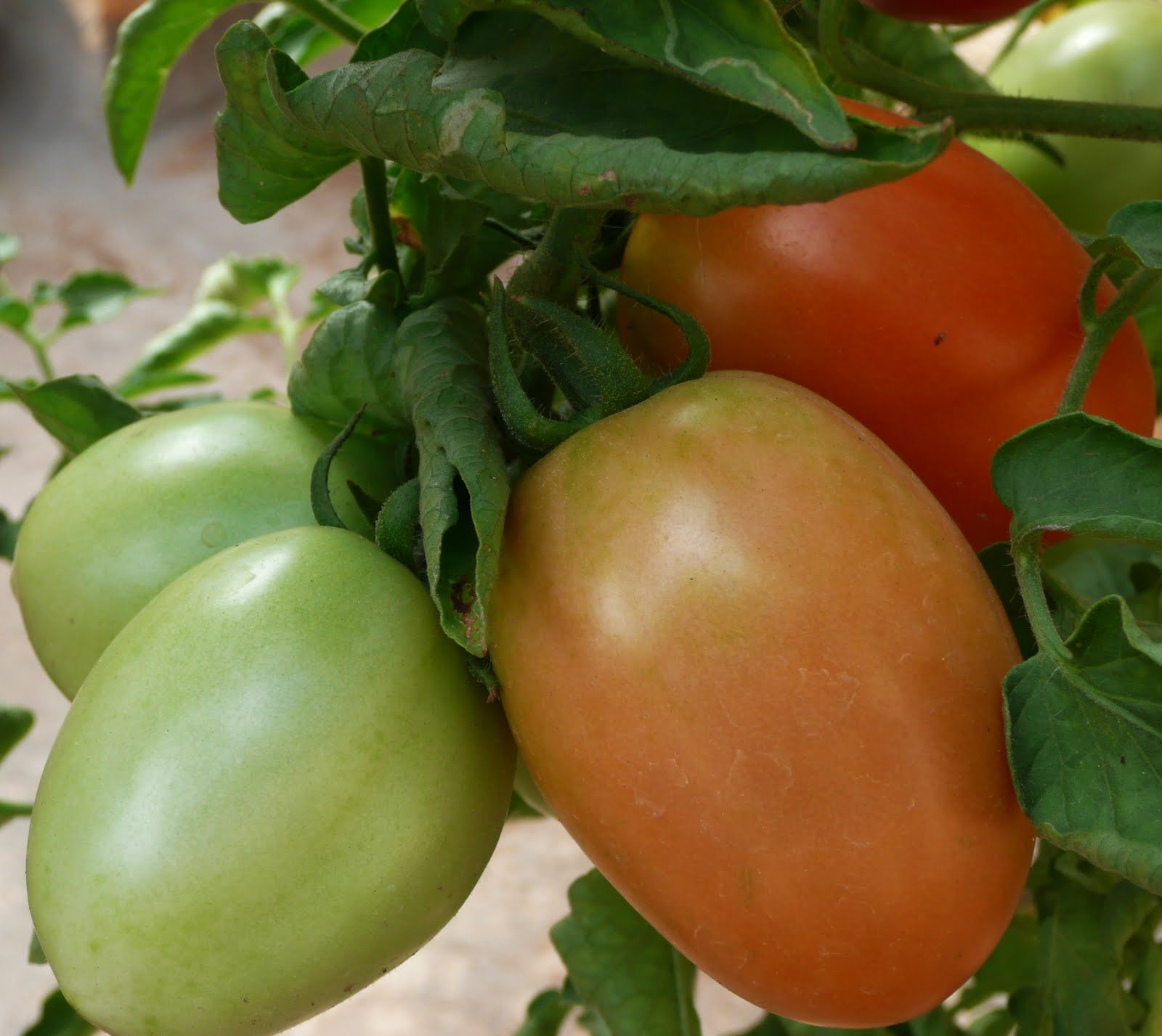 Tomato Vegetable Or Fruit
 Organic Gardening Is tomato a fruit or a ve able