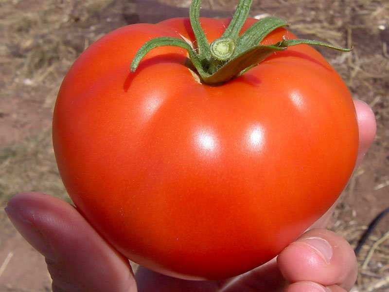 Tomato Vegetable Or Fruit
 Supreme Court Tomato Is Ve able Business Insider