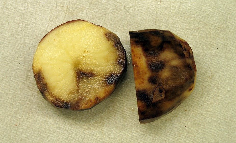 What Caused The Potato Famine
 Scientists sequence potato genome to boost blight fight