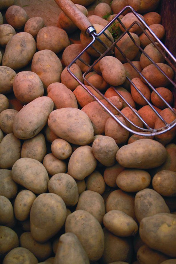 What Caused The Potato Famine
 What caused the Irish potato famine