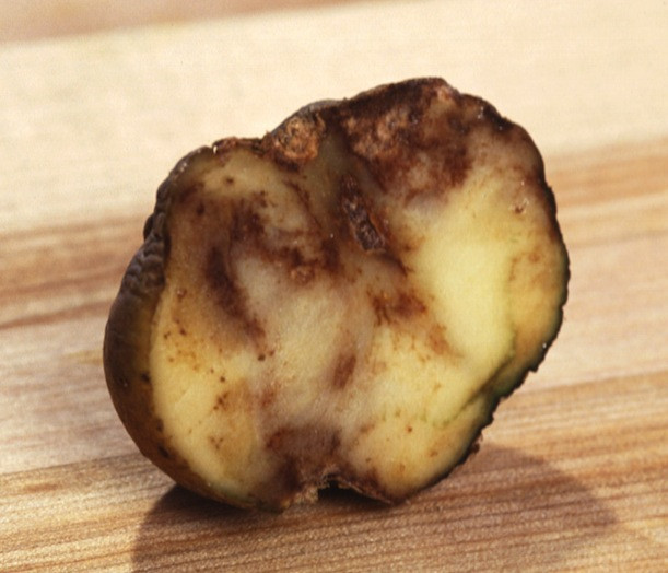 What Caused The Potato Famine
 Scientists Finally Pinpoint the Pathogen That Caused the