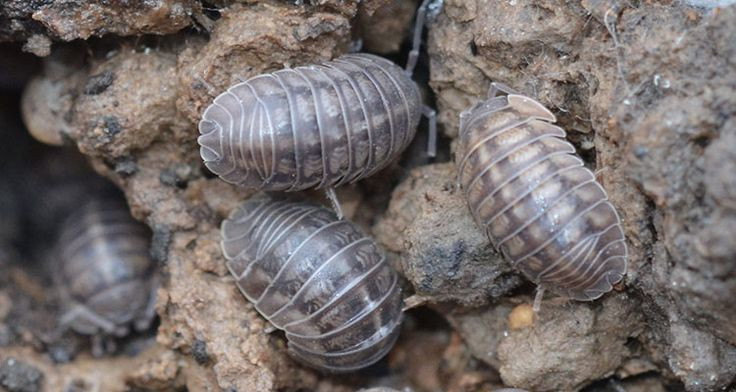 What Do Potato Bugs Eat
 edible bugs Also called “sow bug” “potato bug” or “pill