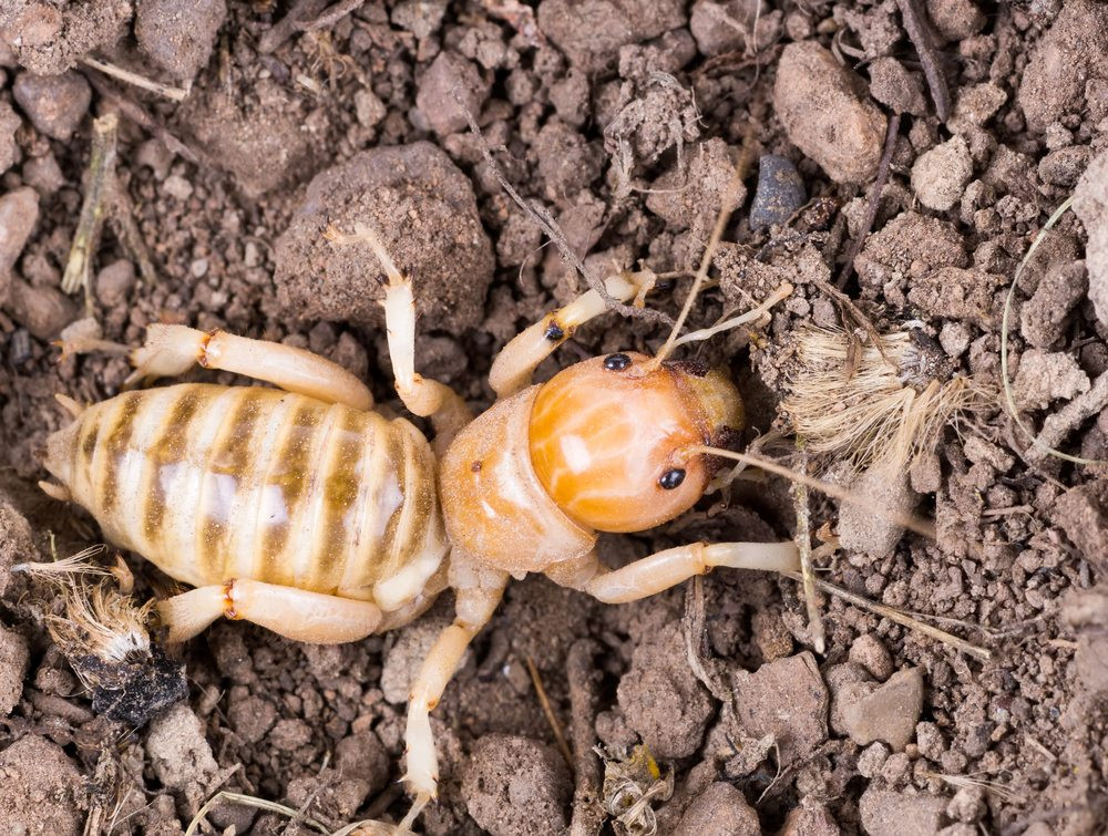 What Do Potato Bugs Eat
 51 Creepy Crawlies That You Can And Should Eat