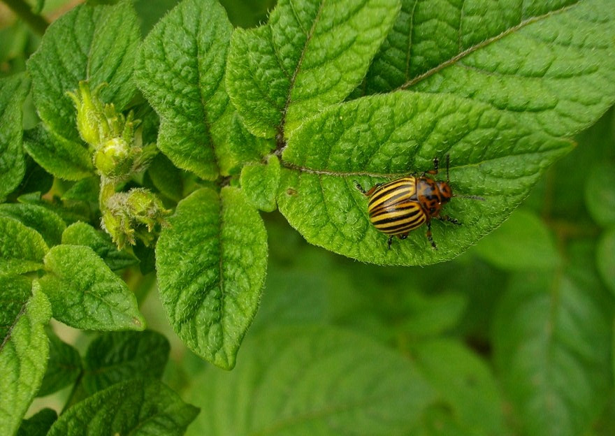 What Do Potato Bugs Eat
 Tilling and Bugs