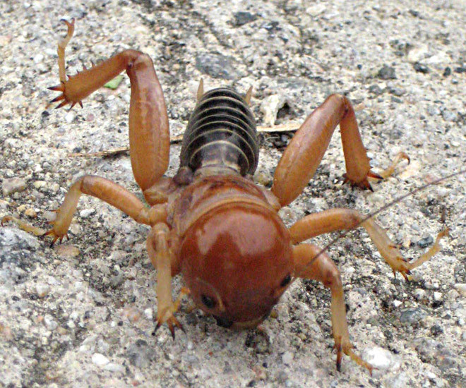 What Do Potato Bugs Eat
 Critters Horticultural Care Inc