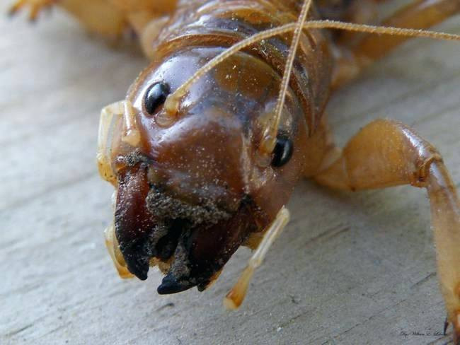 What Do Potato Bugs Eat
 Potato Bug Potato Beetles Potato Bug Ohio Potato Bugs Eat