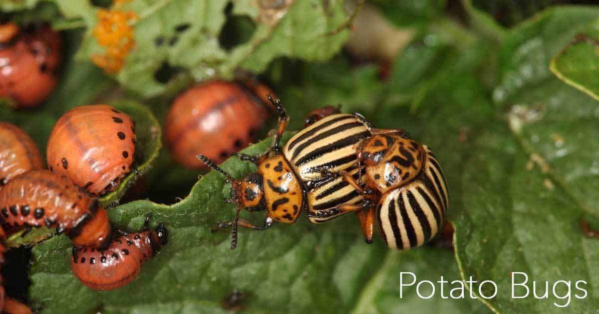 What Do Potato Bugs Eat
 7 Ways How To Control Colorado Potato Bugs and Beetles