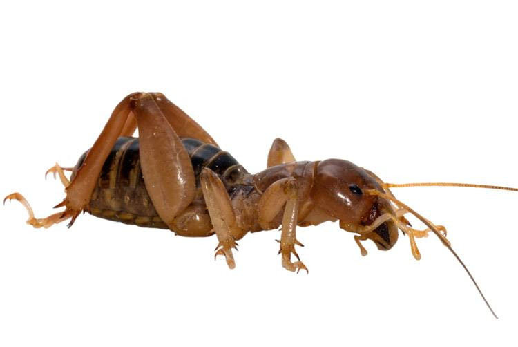 What Do Potato Bugs Eat
 What Do Potato Bugs Eat And Ways To Prevent It