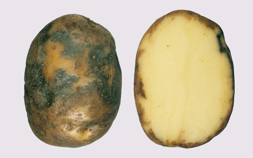 What Is A Potato
 A blight resistant potato could be e a reality Telegraph