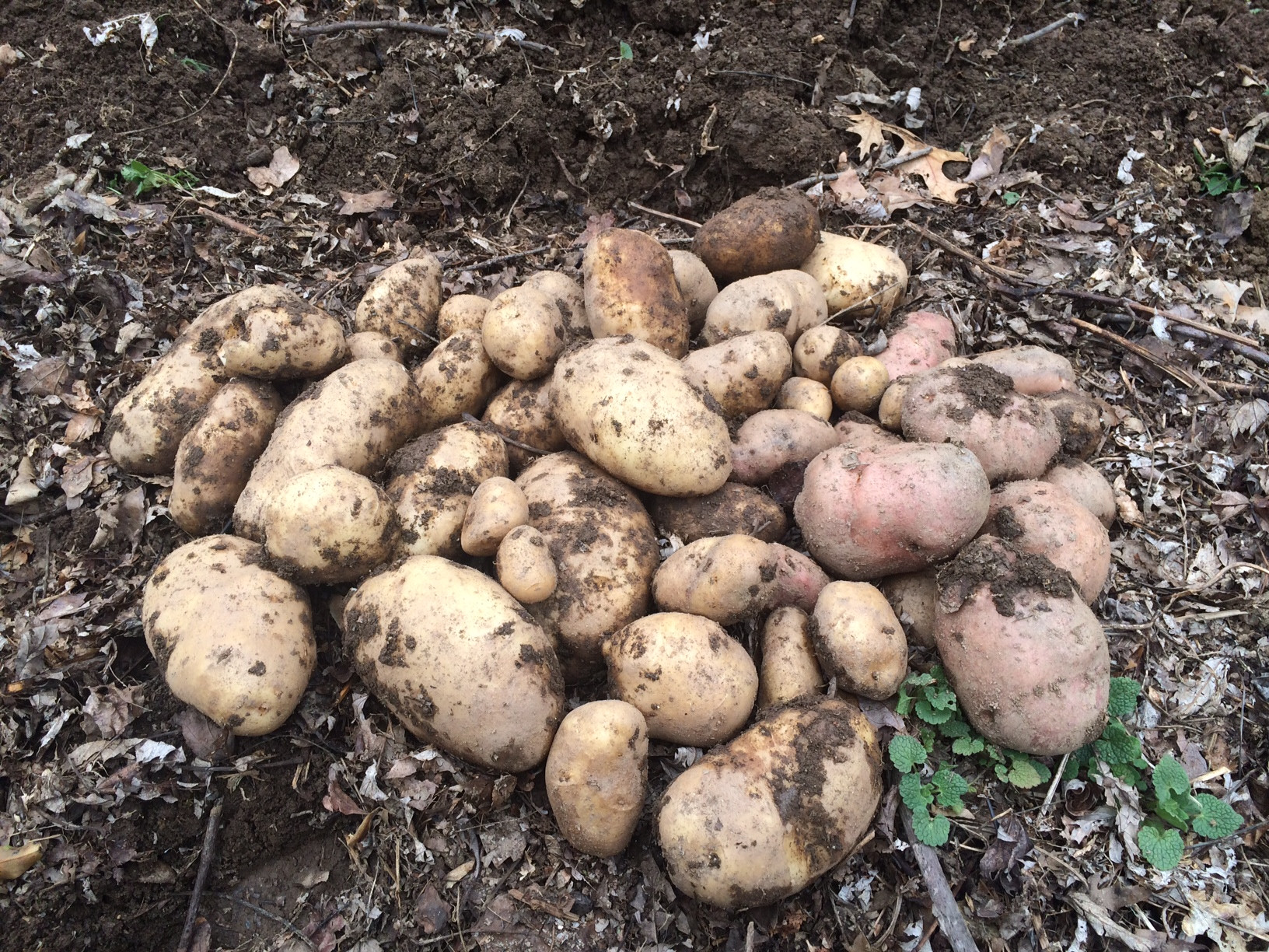 What Is A Potato
 Ask Ruth Growing Potatoes Organically