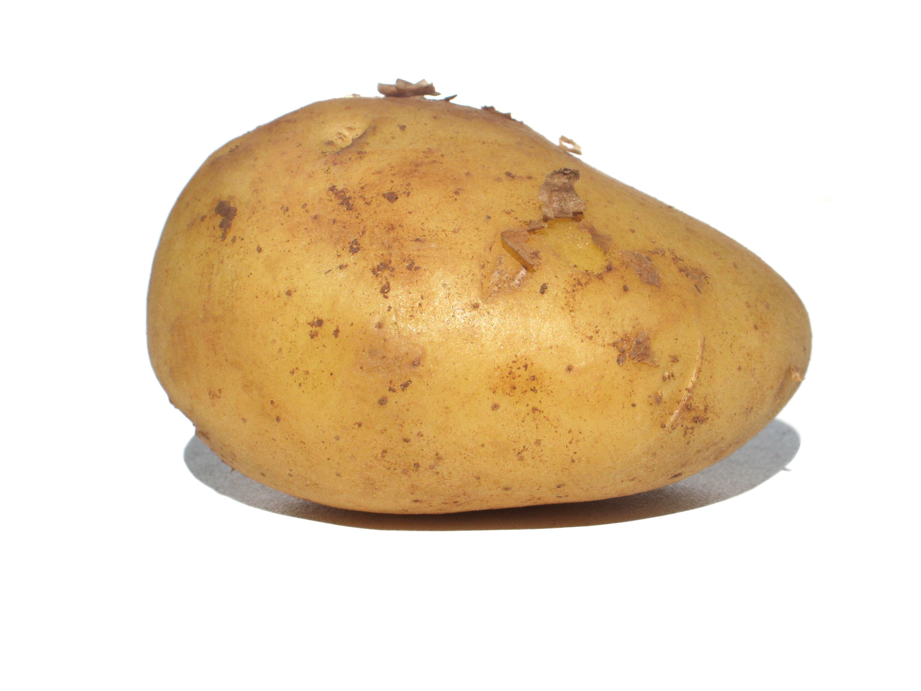 What Is A Potato
 the long day and night of the potato – Simcoe Organics