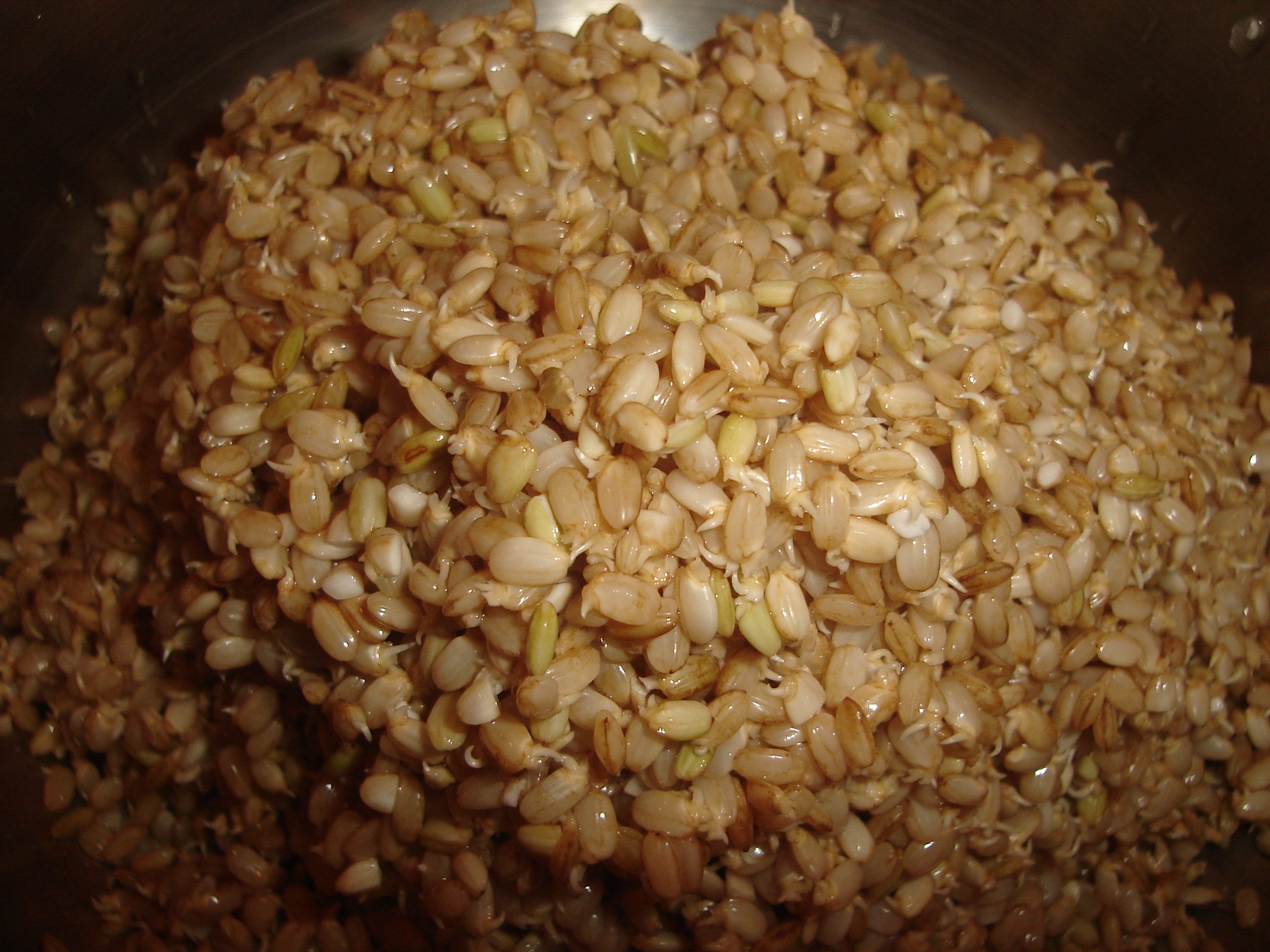 What Is Brown Rice
 Sprouted Brown Rice Gentle on the Stomach & Nutritious