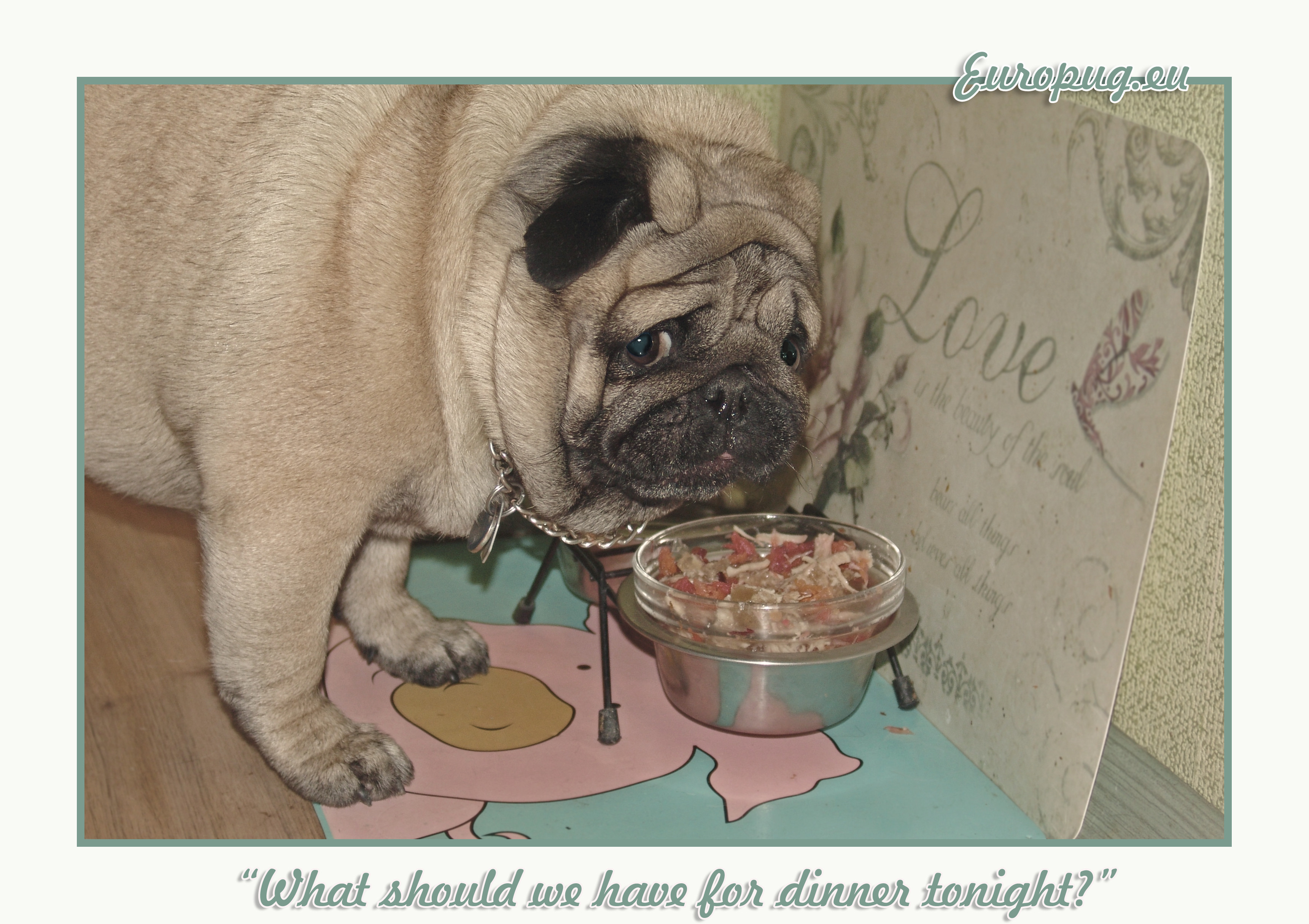 What Should I Have For Dinner
 What should we have for dinner tonight — Gifts For Pug