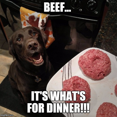 Whats For Dinner Meme
 Chuckie the Chocolate Lab Imgflip