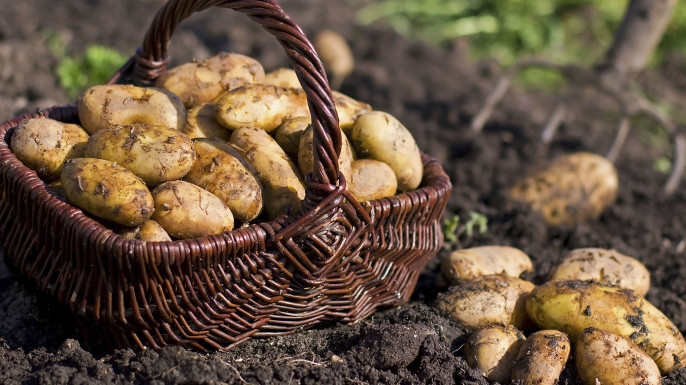 When Was The Potato Famine
 After 168 Years Potato Famine Mystery Solved History in