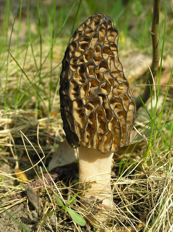 Where Do Morel Mushrooms Grow
 10 of the Most Unusual Fungi