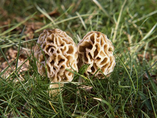 Where Do Morel Mushrooms Grow
 5 rules for Michigan morel hunters