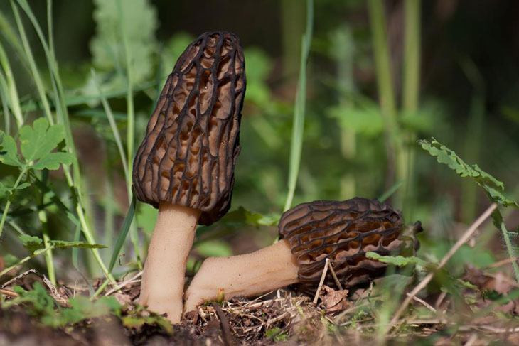 Where Do Morel Mushrooms Grow
 How To Grow Morel Mushrooms At Nearly $0 Without Searching