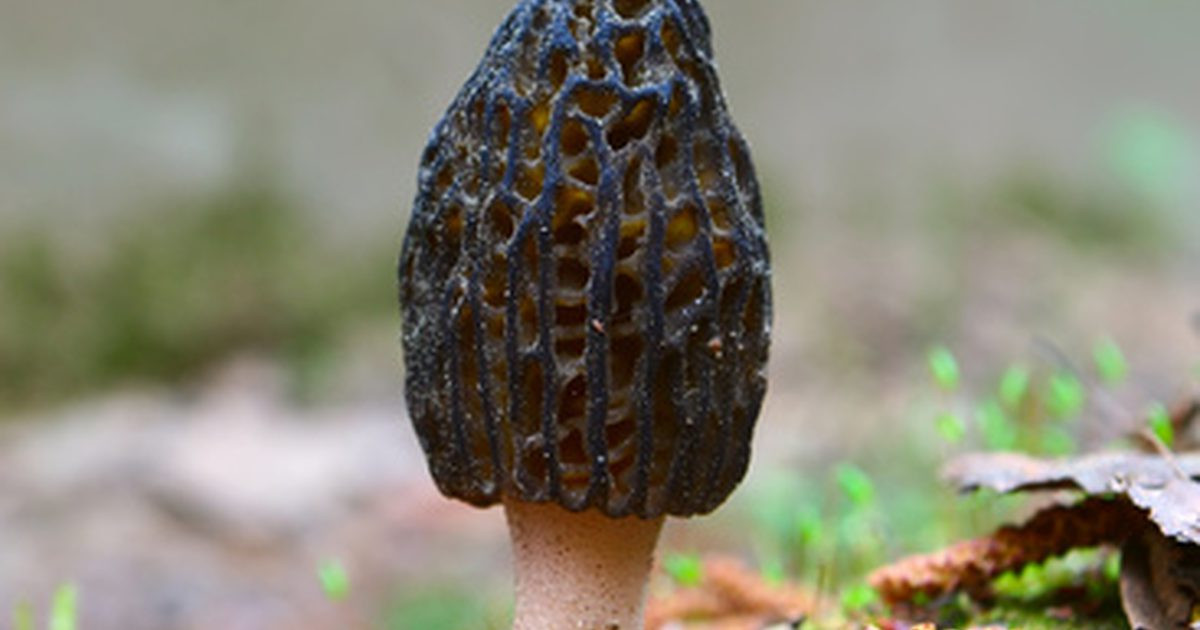 Where Do Morel Mushrooms Grow
 What trees do morel mushrooms grow near