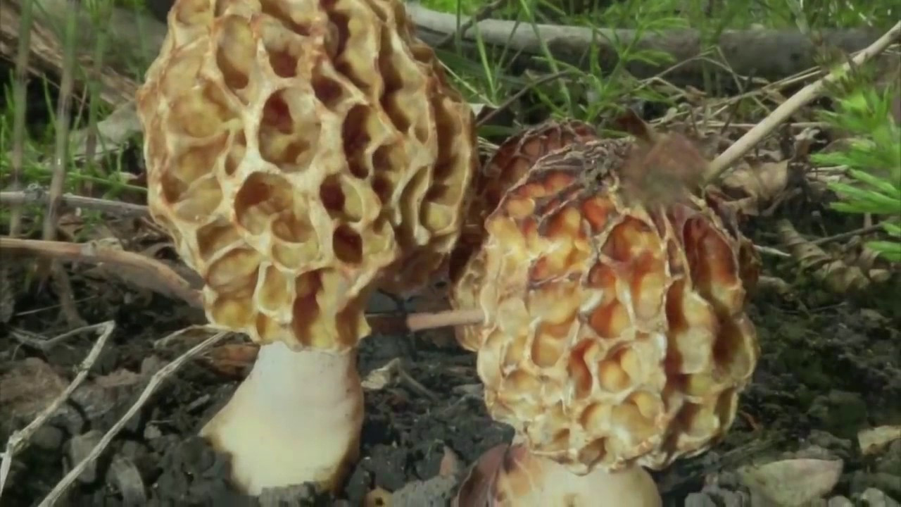 Where Do Morel Mushrooms Grow
 How to Grow Morel Mushrooms At HOME