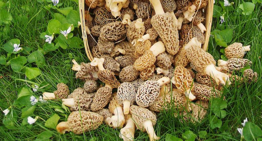 Where Do Morel Mushrooms Grow
 The Real Way to Grow Morel Mushrooms on Your Own