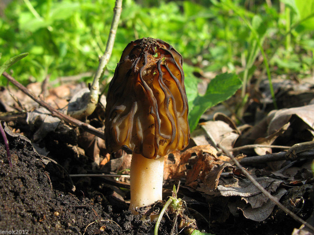 Where Do Morel Mushrooms Grow
 35g Seeds Spores Grow Morel Morchella Half Free Garden