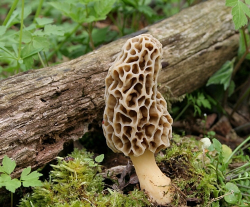 Where Do Morel Mushrooms Grow
 Destination Greensburg Mushroom Hunting in the Rain