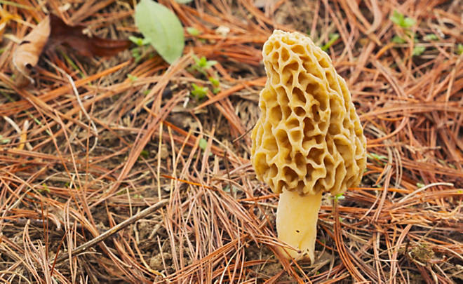 Where Do Morel Mushrooms Grow
 How to Grow Truffle Mushrooms Your plete Guide to