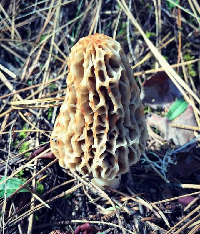 Where Do Morel Mushrooms Grow
 Foraging for Morel Mushrooms