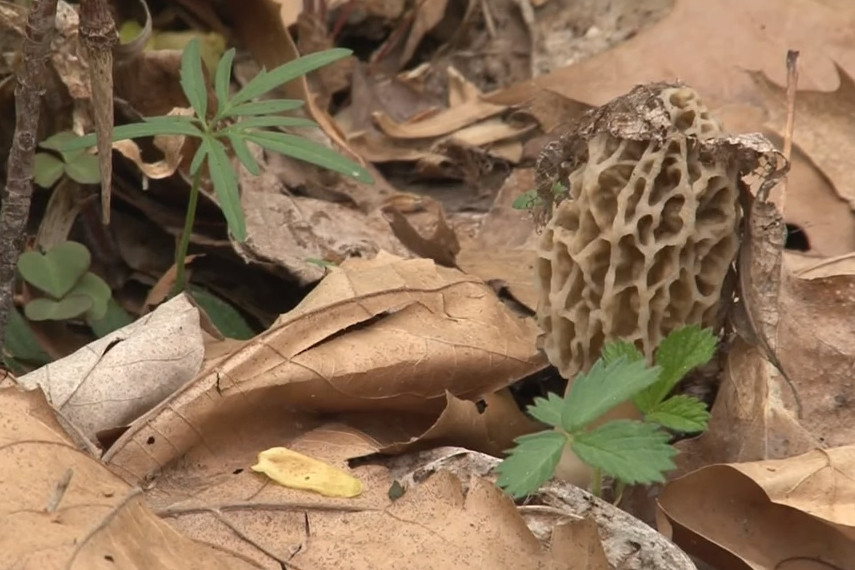 Where Do Morel Mushrooms Grow
 Hunting Morel Mushrooms Q&A With Annie Corrigan