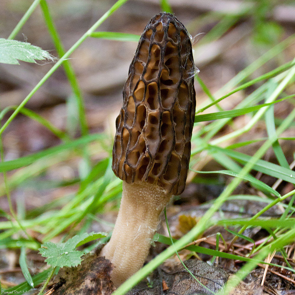 Where Do Morel Mushrooms Grow
 35g Seeds Spores Grow Morel Morchella Elata Garden