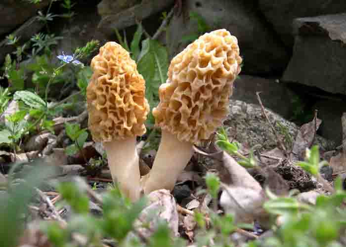 Where Do Morel Mushrooms Grow
 Learn to Identify Morel Mushroom following Some Easy Steps