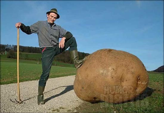 Worlds Biggest Potato
 A világ legnagyobb krumplija