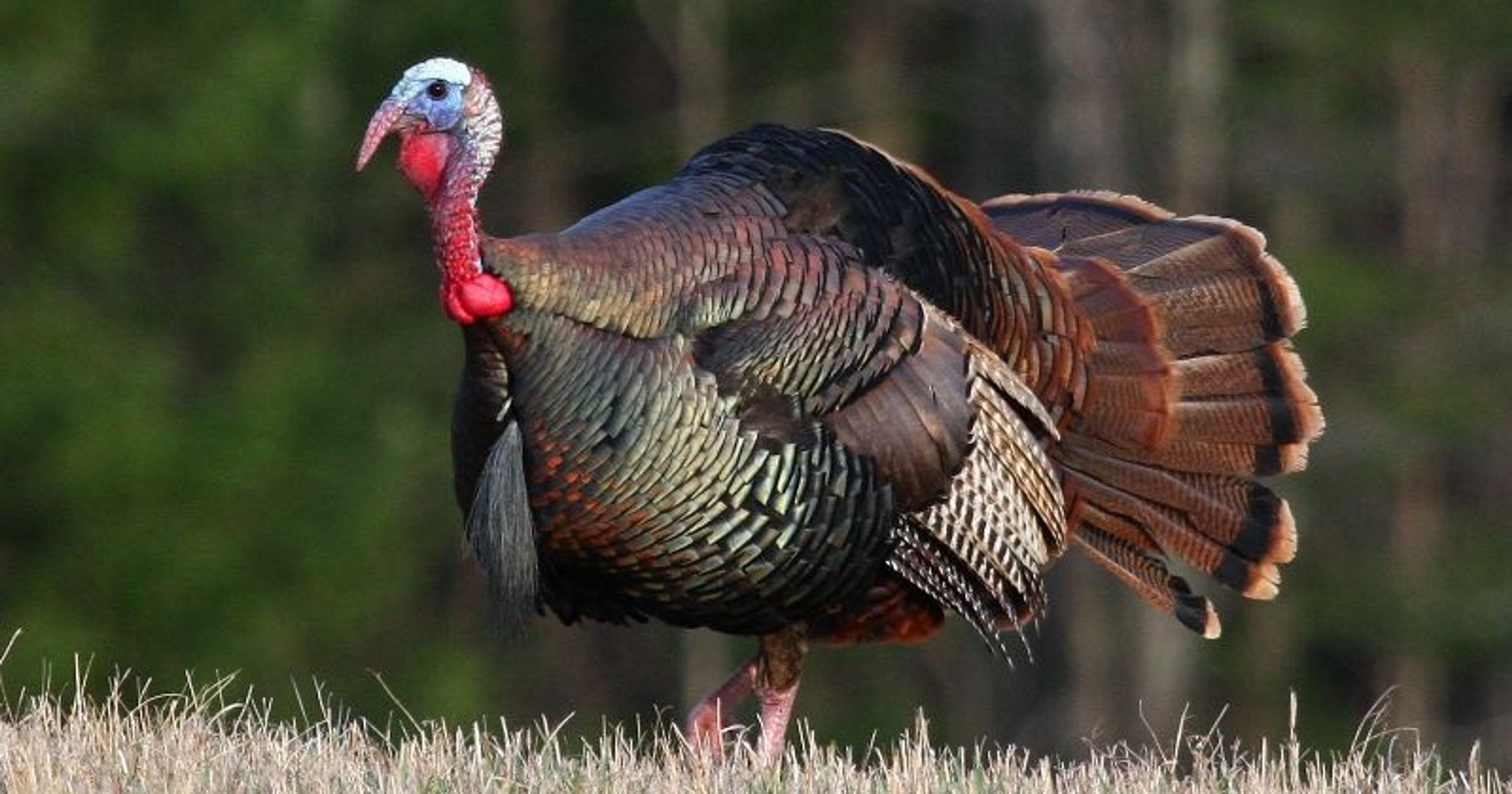 Bojangles Thanksgiving Turkey 2019
 2019 Pa spring turkey season guide dates times