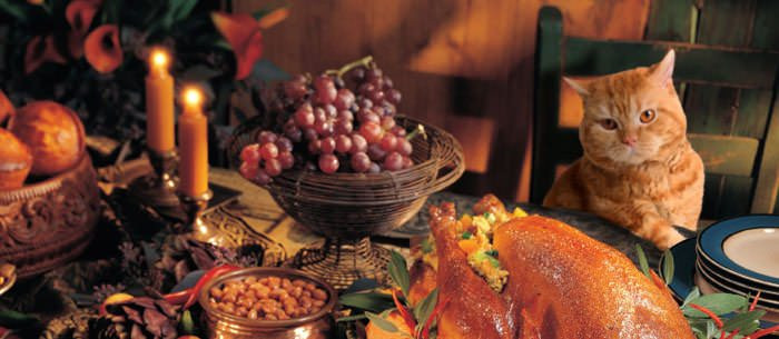Cub Foods Thanksgiving Dinners
 Thanksgiving Pet Safety Can Our Pets Eat Our Favorite